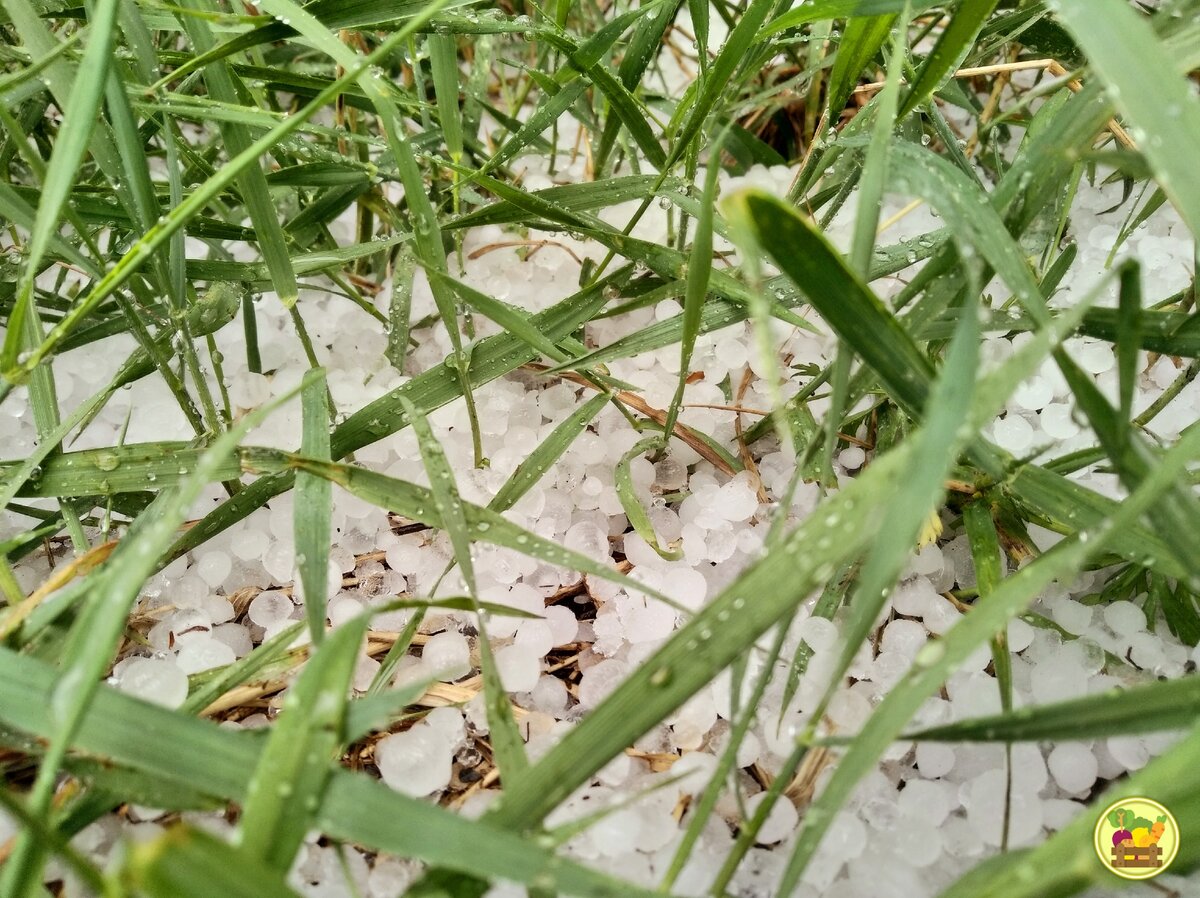 Выпавшие градины