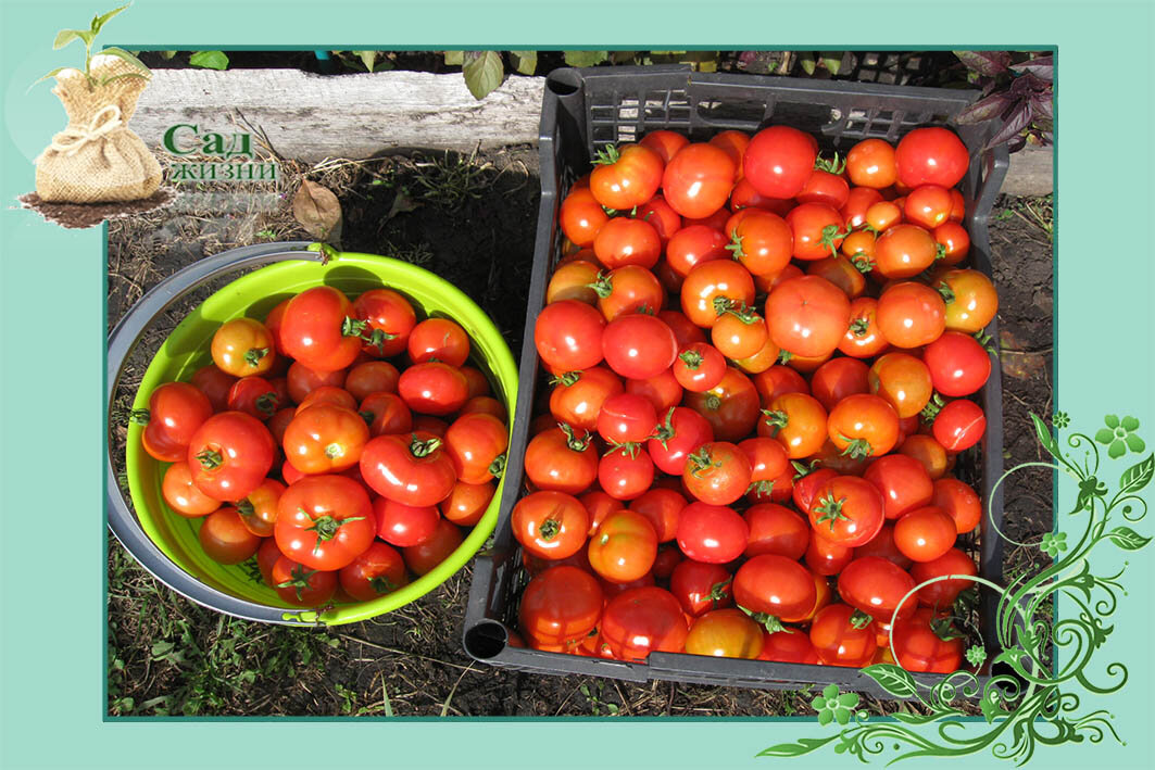 Фитофтороз профилактика