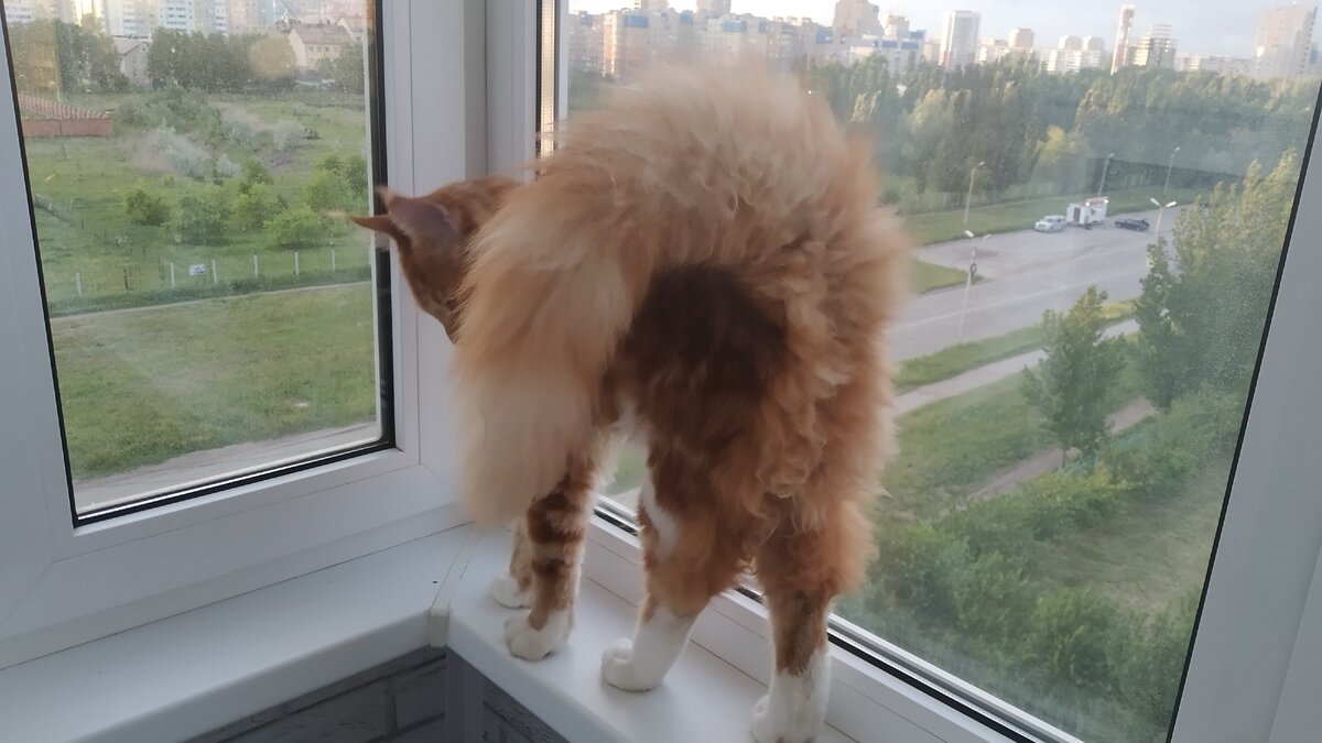 Мейн кун Степан. Май 2020.