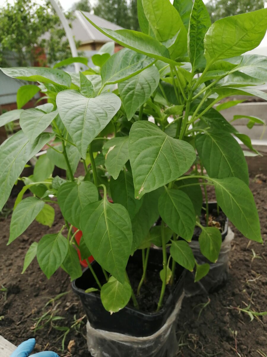 Высаживала рассаду перца 20 мая в теплую грядку