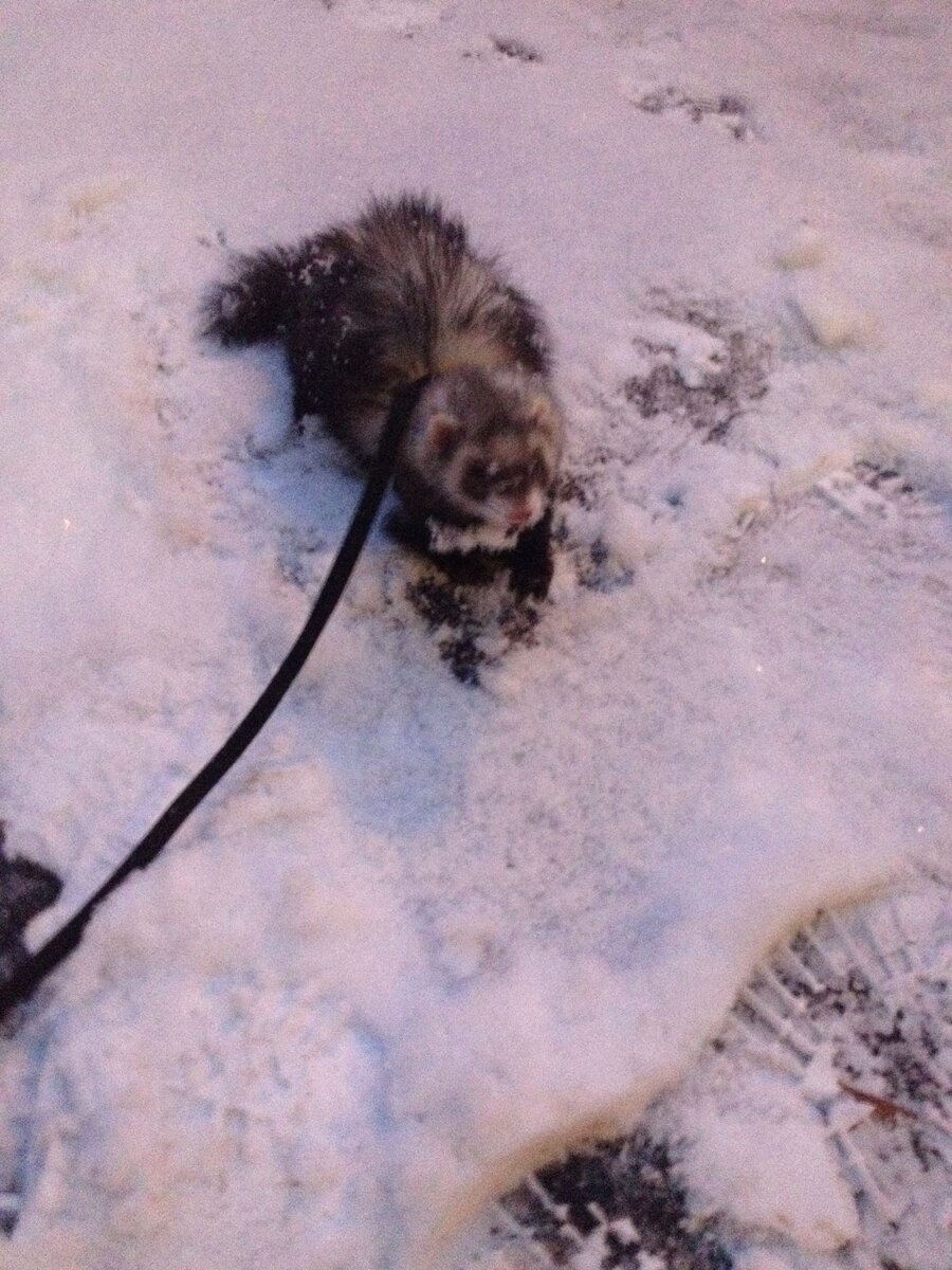 Довольная хорятина