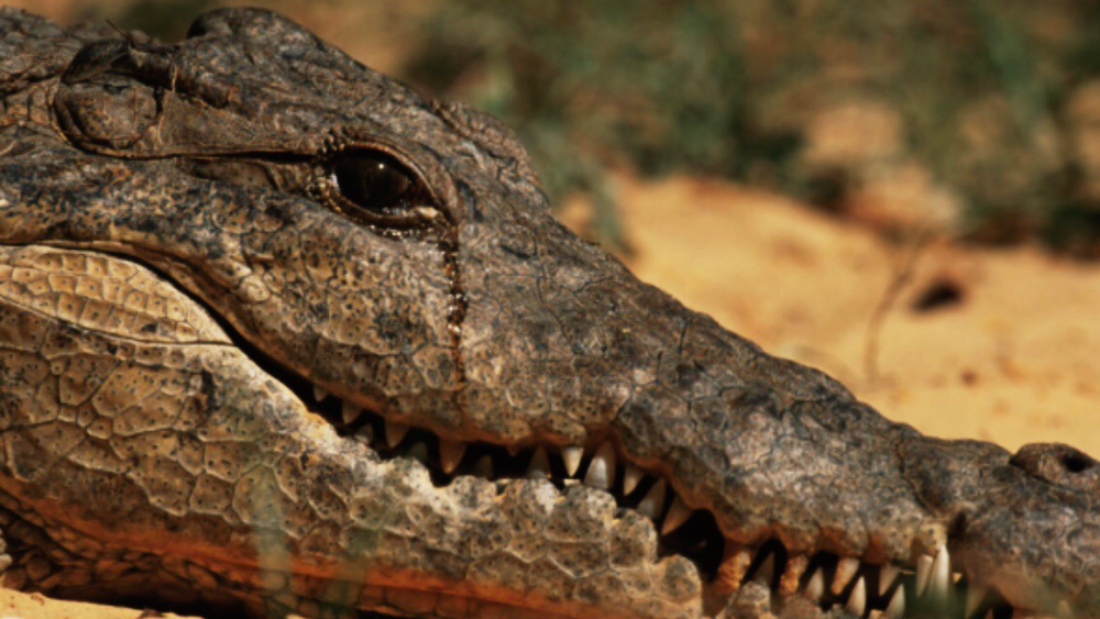                                                   фото из свободного доступа в интернете           