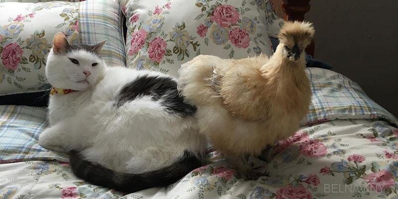 Кура кошка. Курица с котятами. Курица и кошка. Котенок и цыпленок. Котик и Курочка.