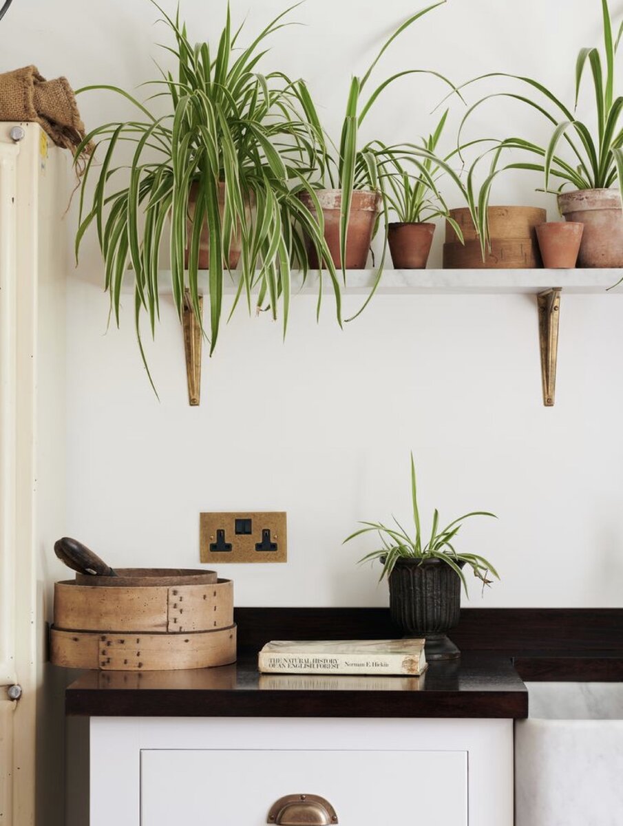 Хлорофитум