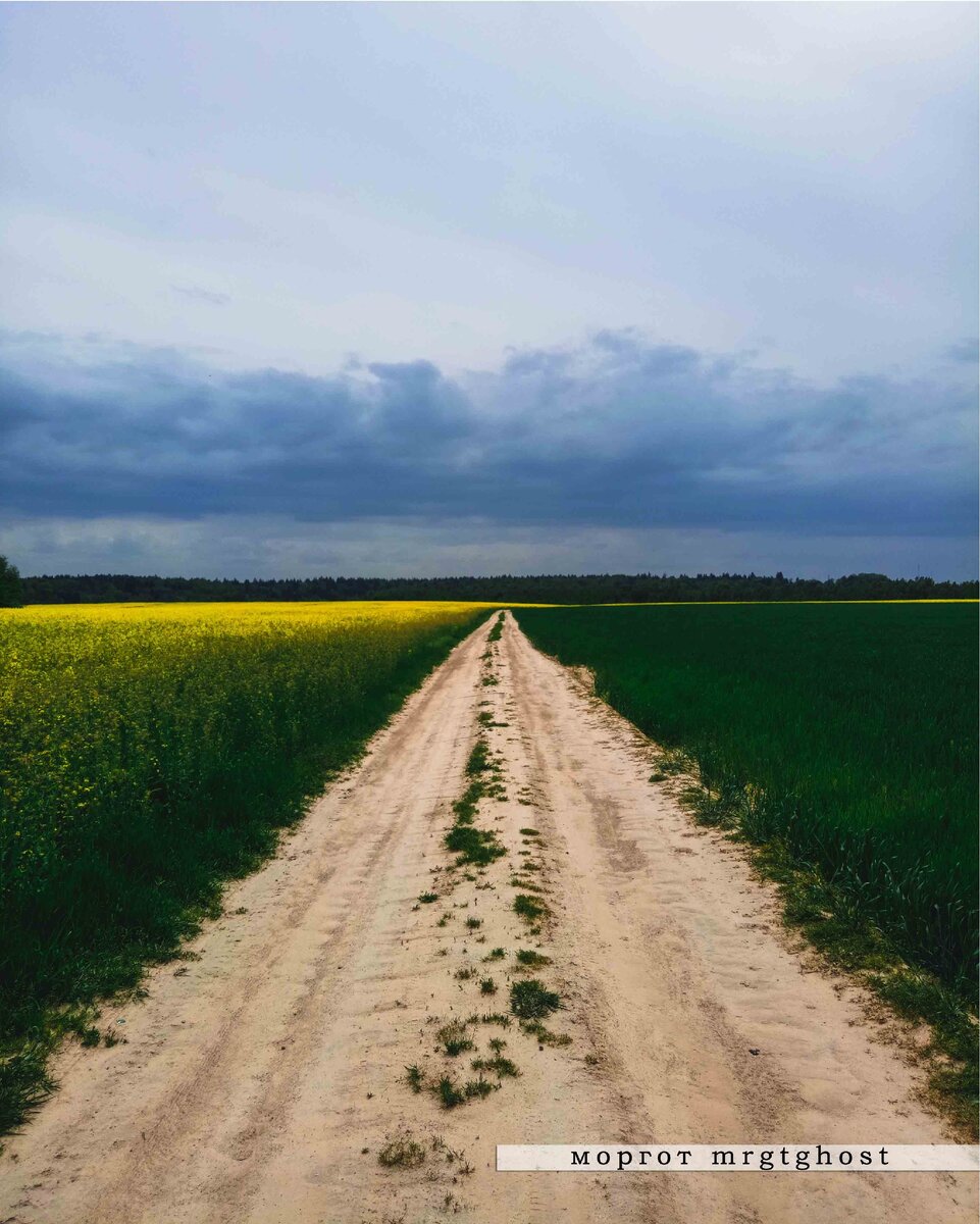Поле рапса и ржи за Минском, Беларусь. Живя в Малиновке, ходила гулять туда