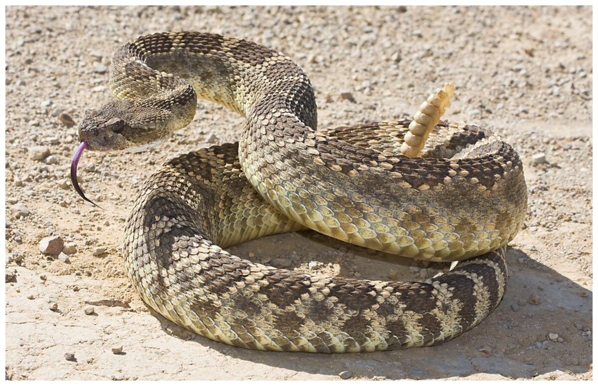 калифорнийская змея страйп. змеи сползаются. техасская гремучая змея. нашествие гремучих змей фильм 1996. гремучая змея.