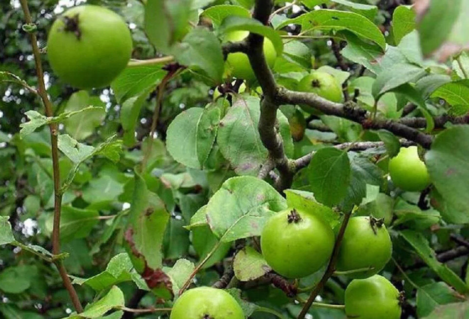 Фото из Интернета