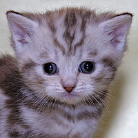 Киса в месячном возрасте