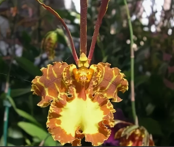 Онцидиум  Крамера. Источник: psifactor.info