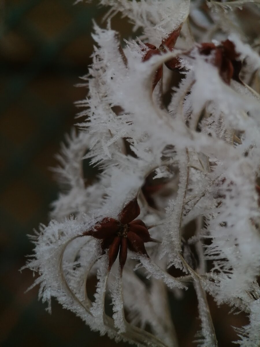 Клематис-княжик в инее