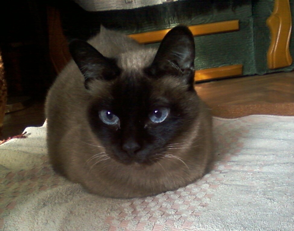 мой кот Шерлок