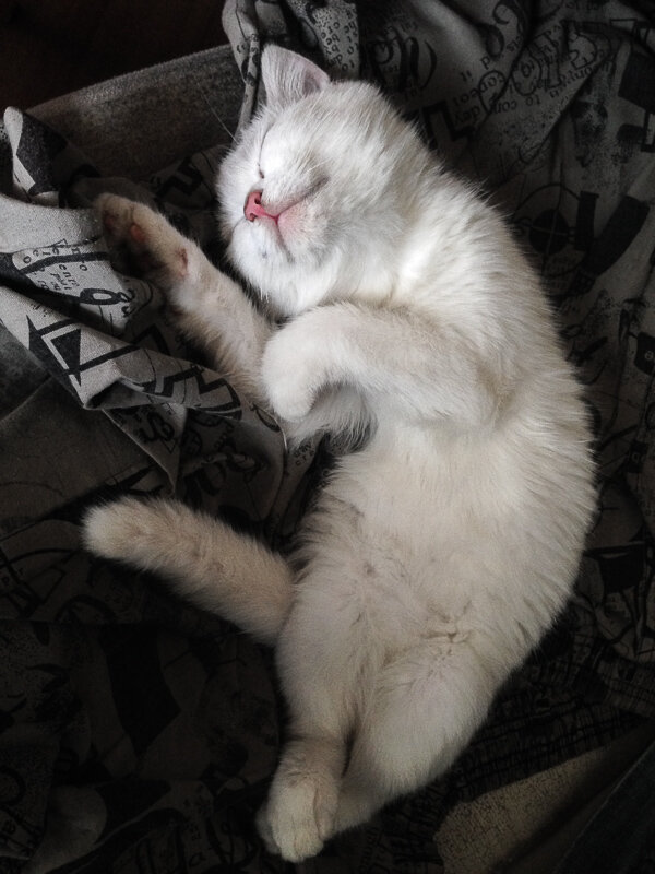 На фото: тише, Маруся спит.