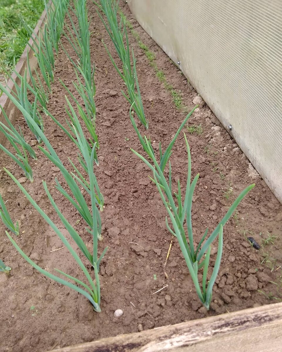 Лук вырастает один к одному (фото автора)
