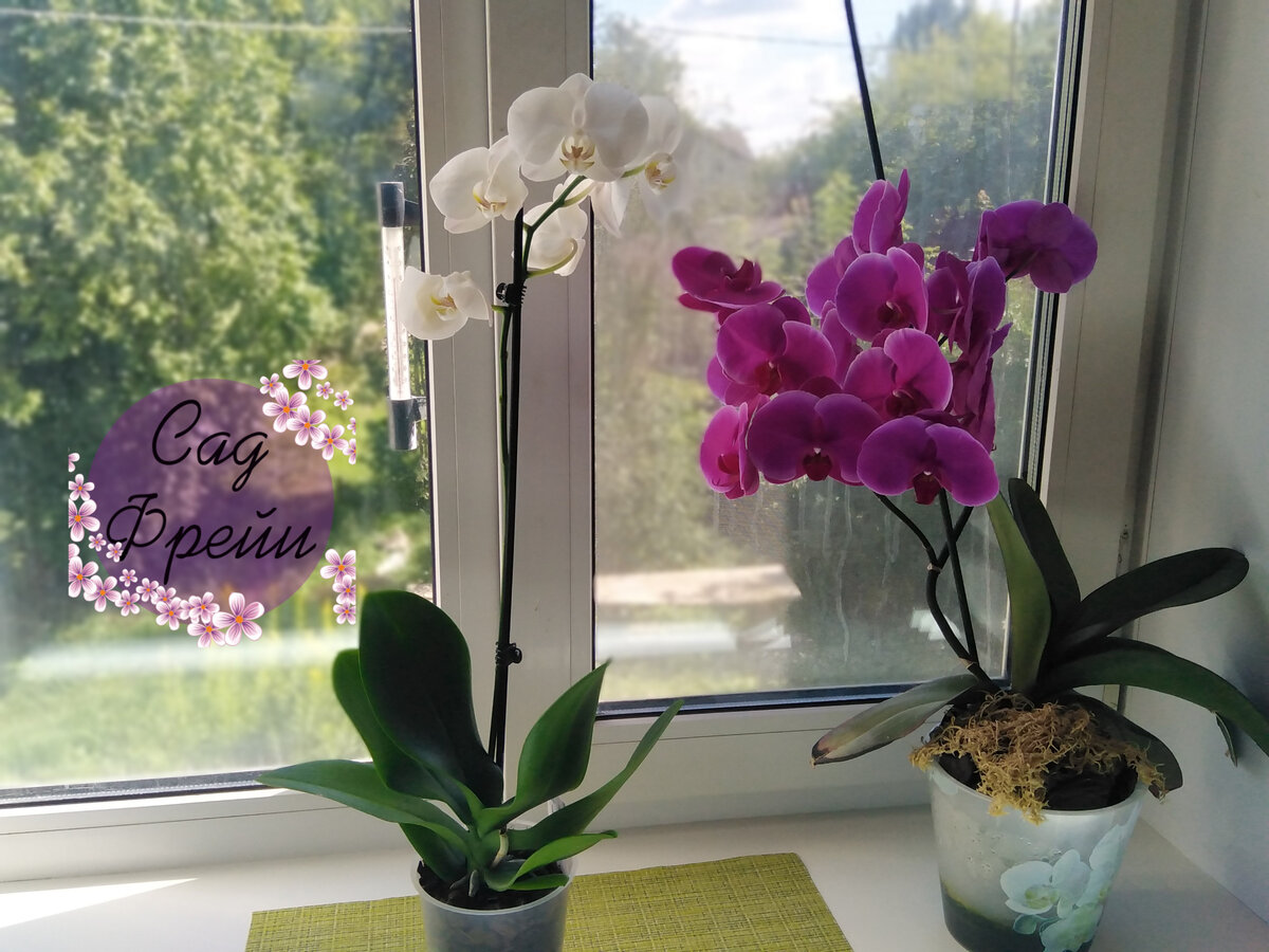 Выбираем горшок для орхидеи: что лучше – пластик, стекло или дерево?