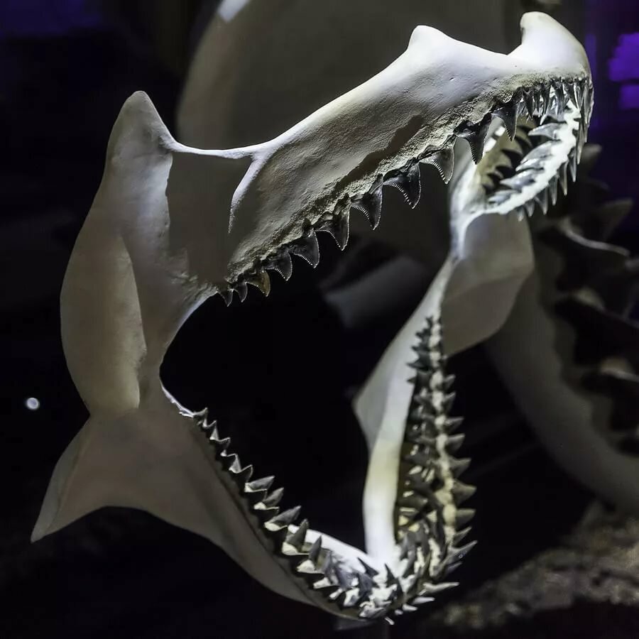 Фото кости акулы