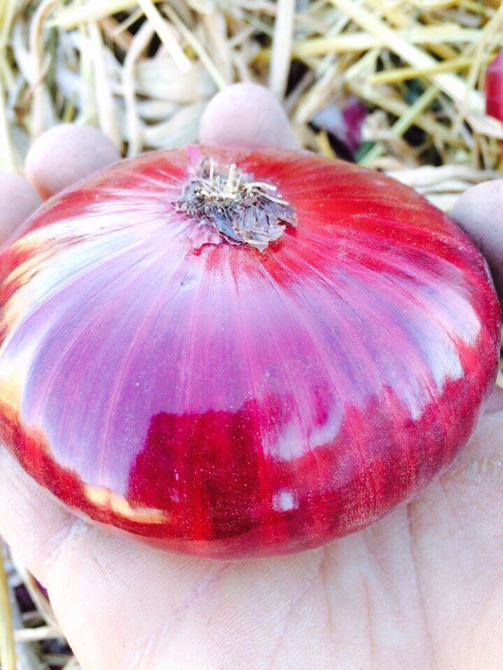 Ялтинский лук во время высыхания.