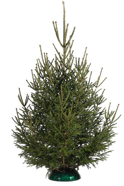 Обычная русская ель