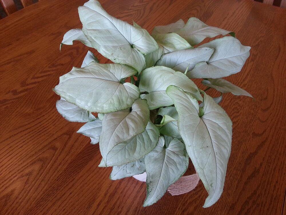 РЎРёРЅРіРѕРЅРёСѓРј podophyllum