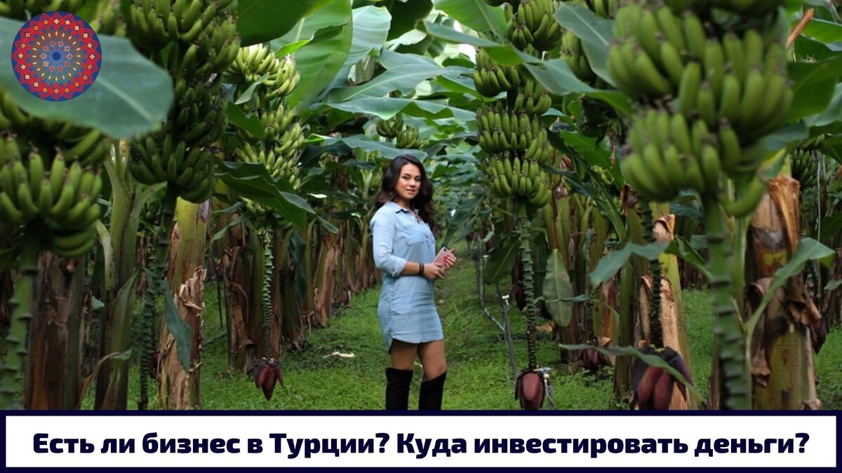 Банановая плантация в Аланье.