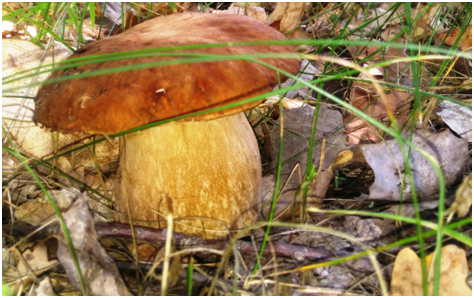 Царь Просто царь.