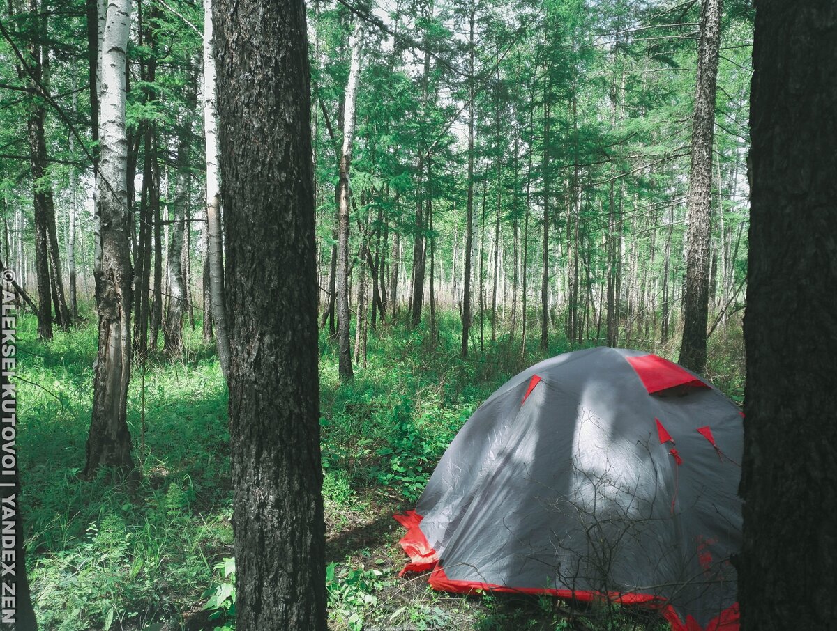 Моя палатка в лесу недалеко от трассы (Амурская область)