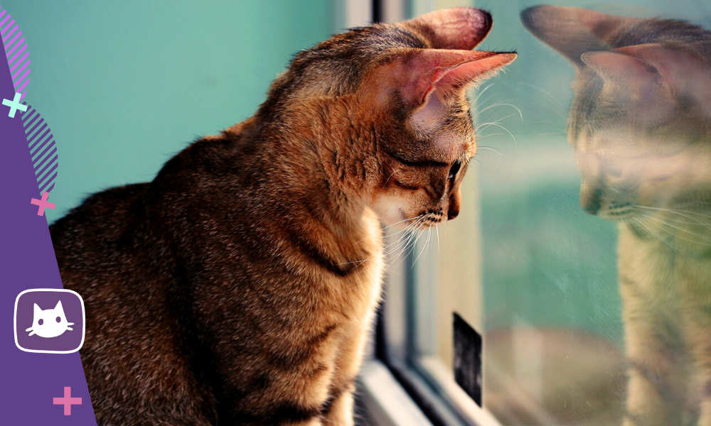 😿Могут ли кошки плакать и по каким причинам | Нос, хвост, лапы | Дзен