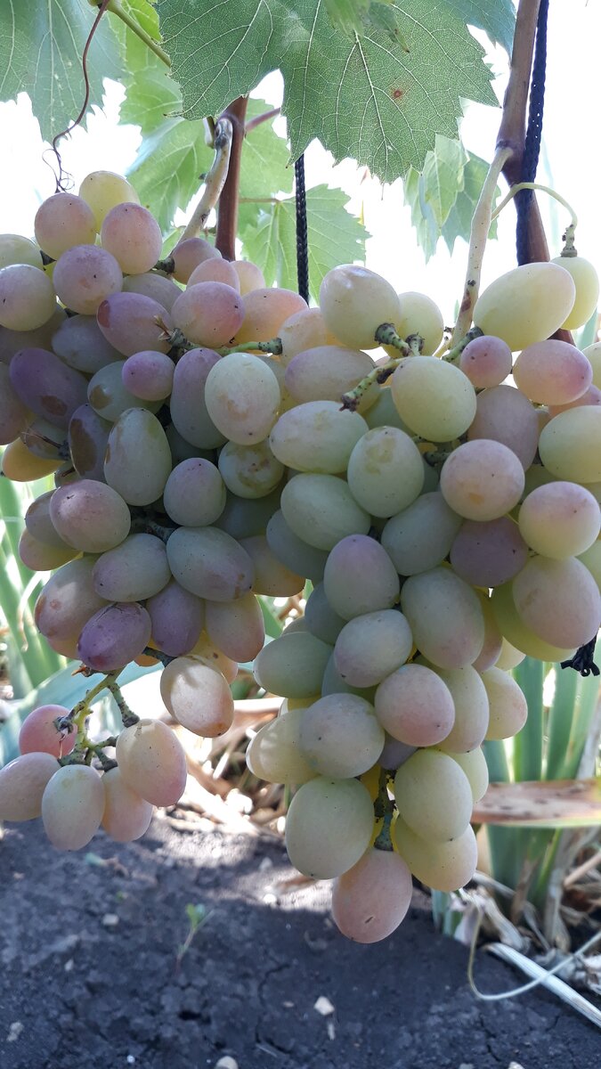 Киш миш "Лучистый"