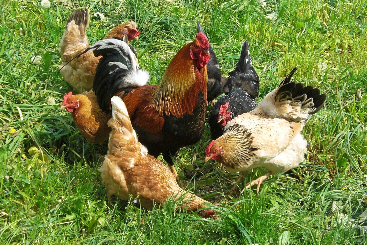 Домашняя живность. Из Яндекс-картинки. 