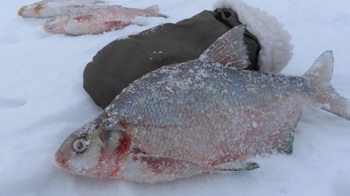 Лещ зимой. Самый крупный лещ зимой. Леща зимой со льда видео. Ловля леща зимой со льда видео 2019. Ловля леща зимой.