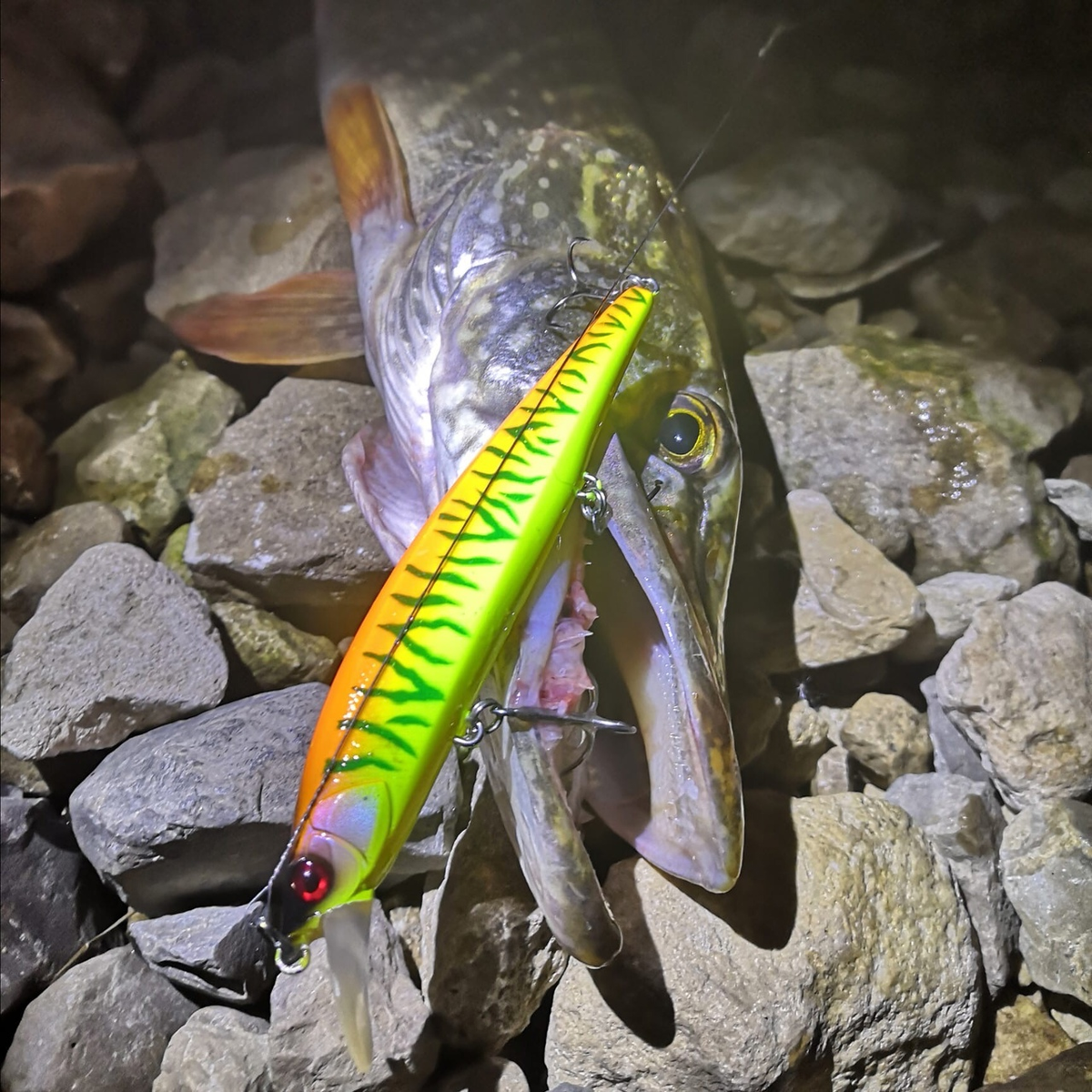 На этого малыша было поймано очень много зубастых щук.