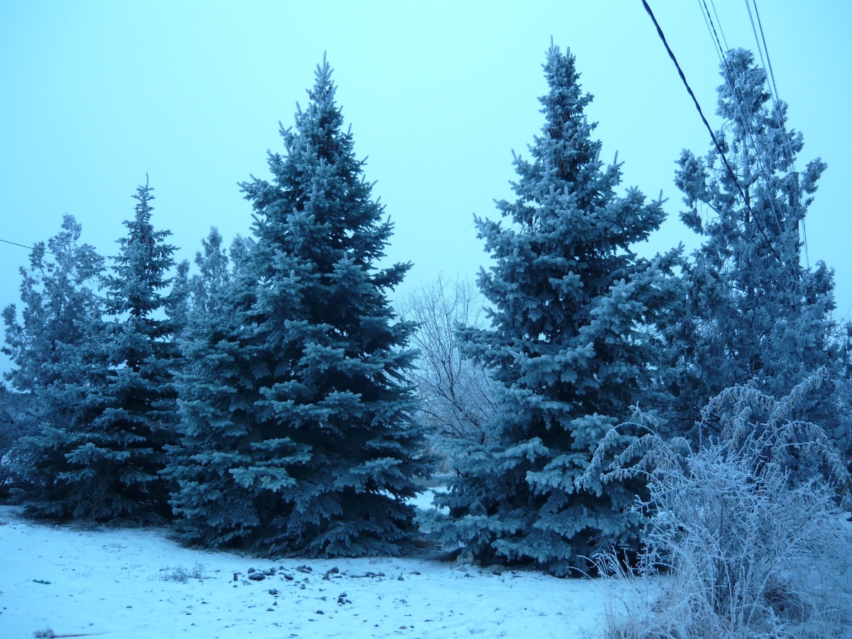 Я ночью гулял – и не встретил быка...