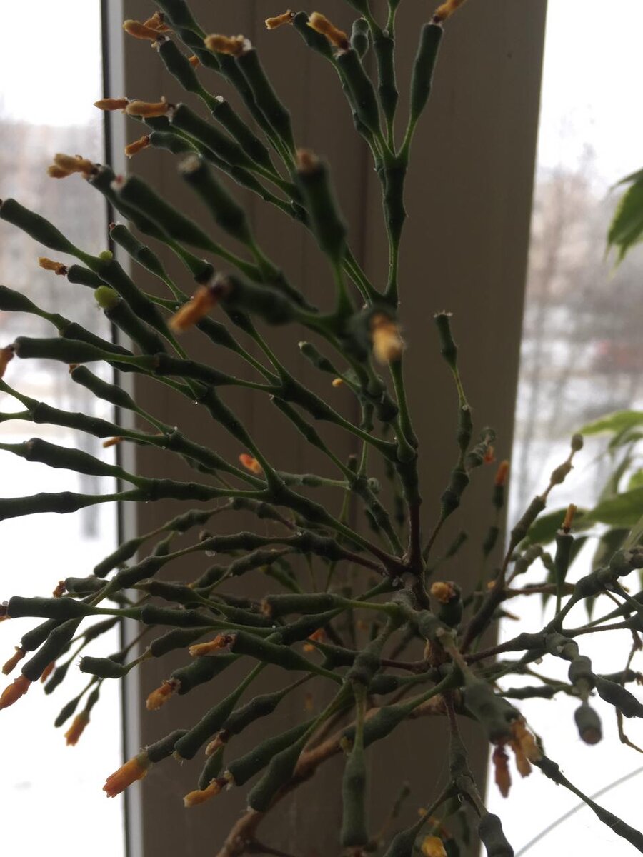 Название не знаю)))