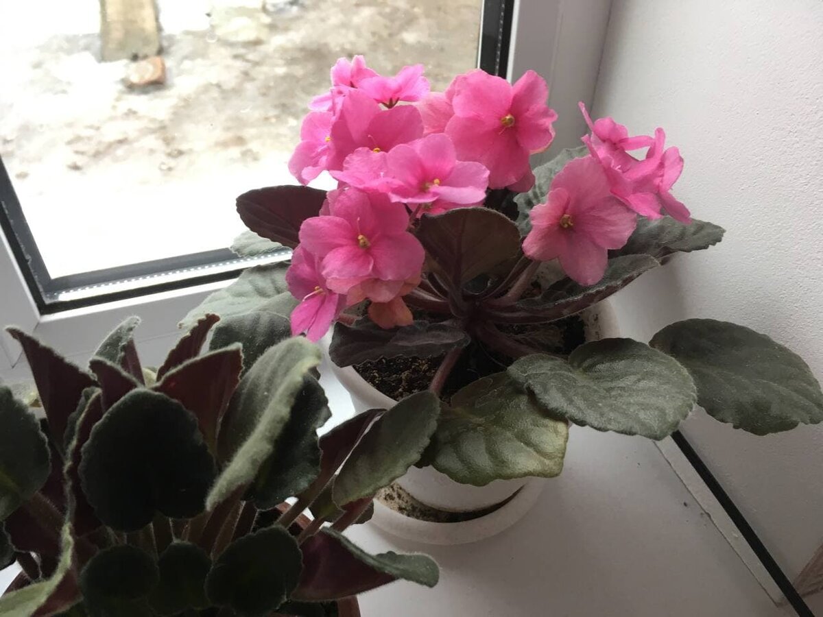 Мои любимые...