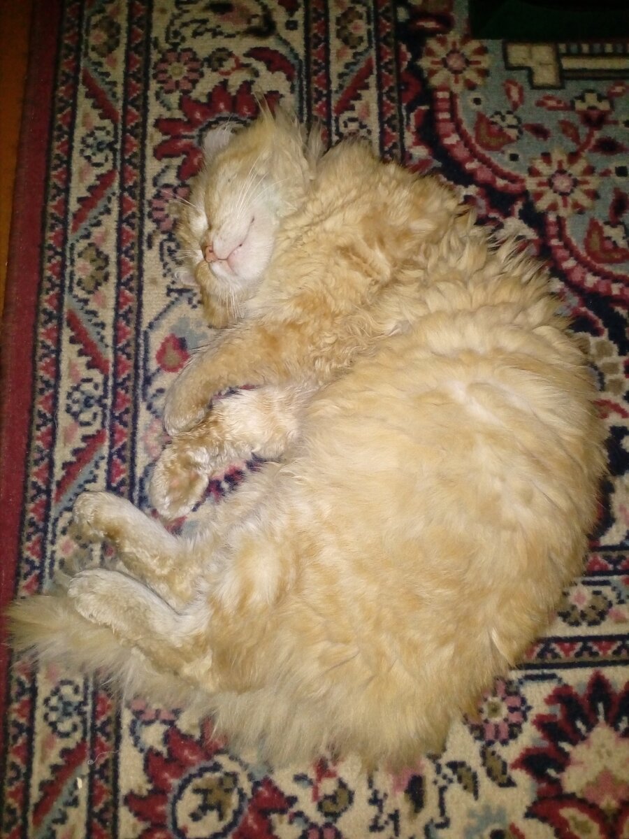 "Пушистое счастье" из личного архива фотофайлов.