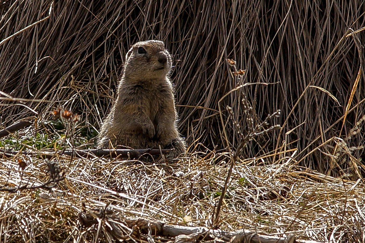 Байбак нора. Нора сурка. Нора сурка байбака. Суслики вредители. Весной жилище суслика прогревается.