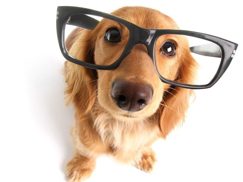 Умники и умницы - рейтинг пород собак по интеллекту. | Породистые собаки в  дар 🐶 | Дзен