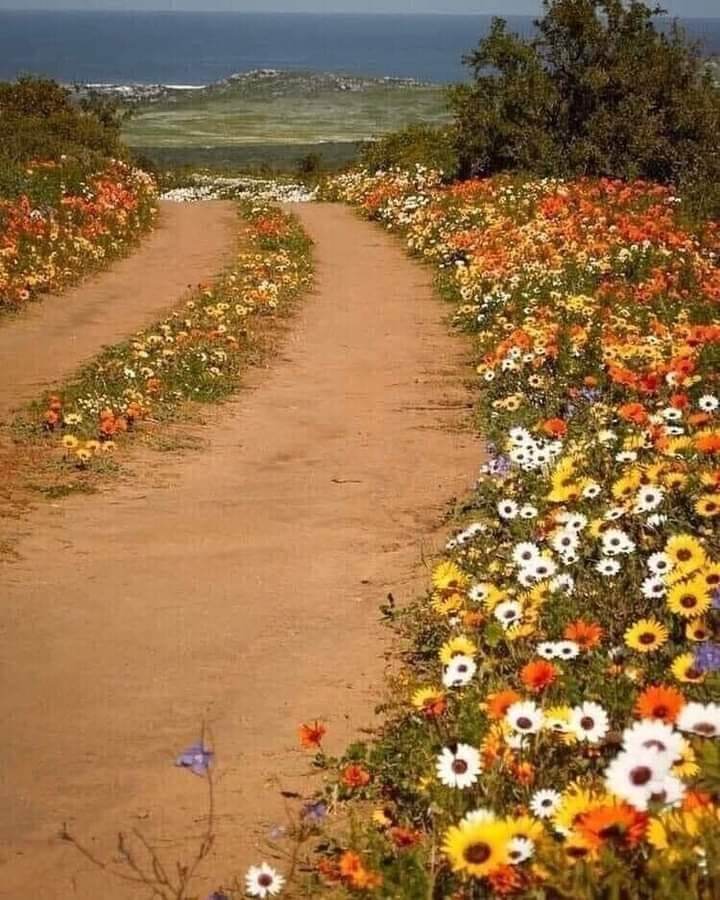 И на просёлочной дороге ты можешь встретить красоту...