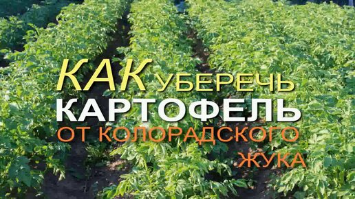 Обработайте КАРТОФЕЛЬ ЭТИМ НАТУРАЛЬНЫМ составом и забудете про КОЛОРАДСКОГО ЖУКА!