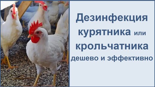 Дезинфекция курятника, крольчатника и даже теплицы. Недорого и эффективно