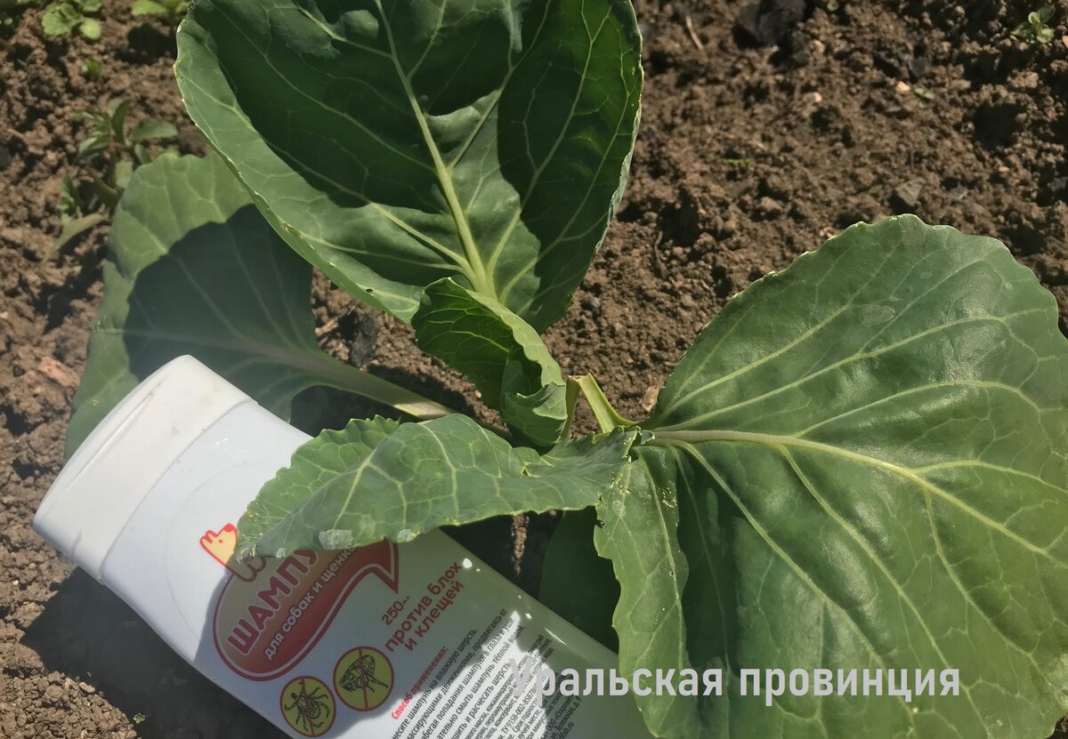 У меня не бывает крестоцветной блошки на капусте – рассказываю про ...