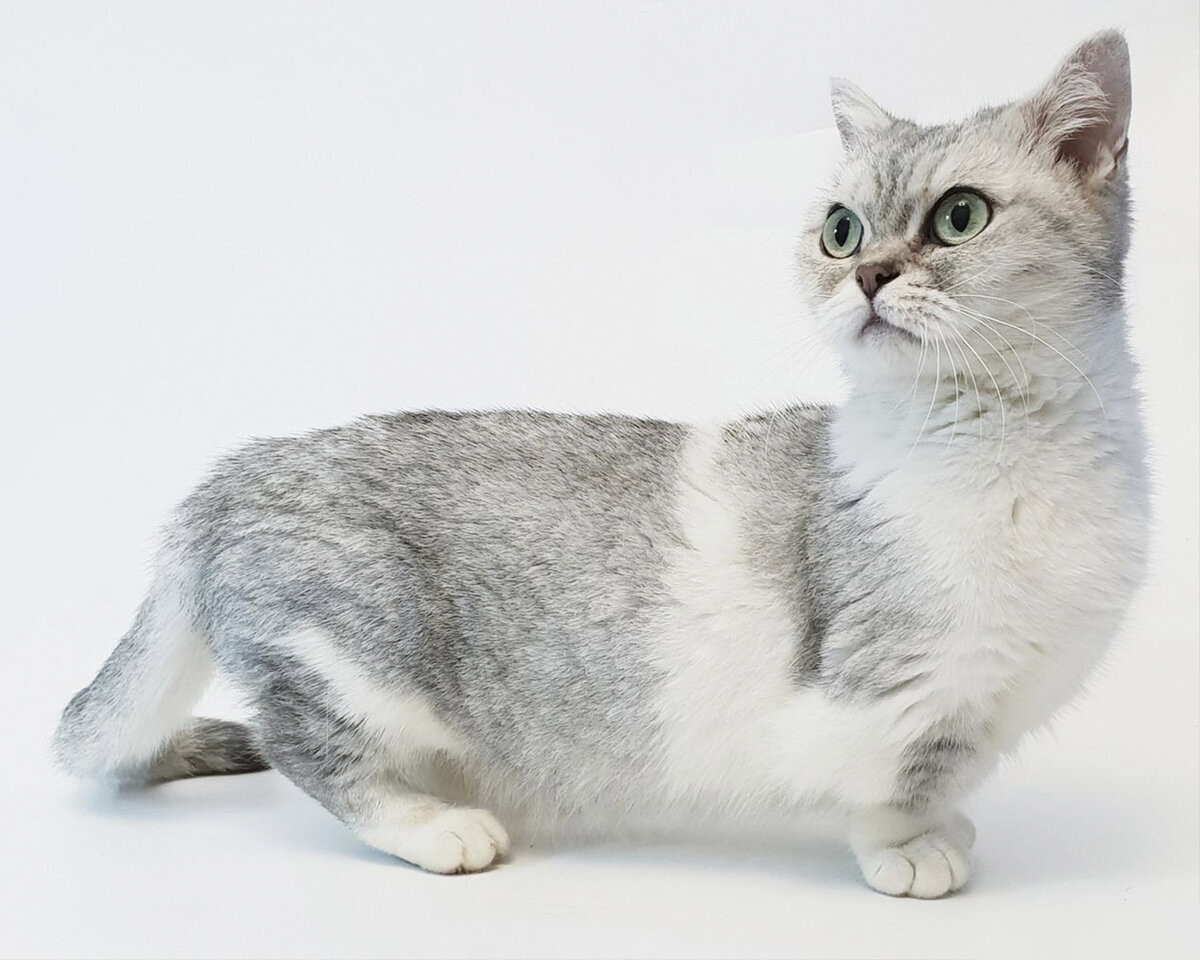 Порода кошек с короткими лапками название породы фото