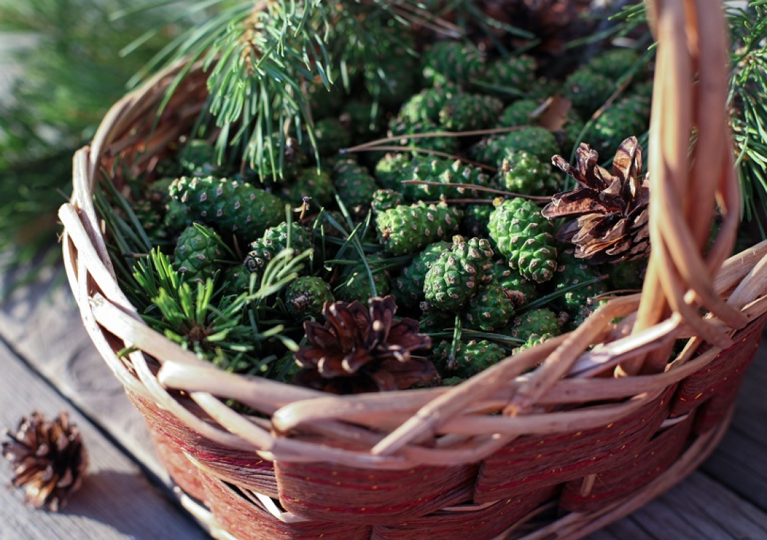 фото с сайта https://53news.ru/