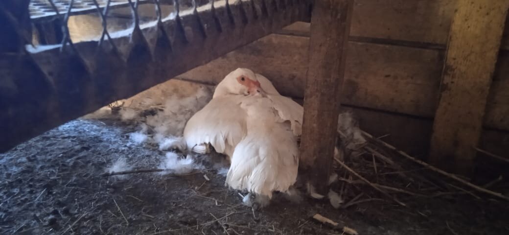 Нынче забралась под кроличью клетку, из~за нее часть утячий клетки не чищена до сих пор... Боялись потревожить. 😂