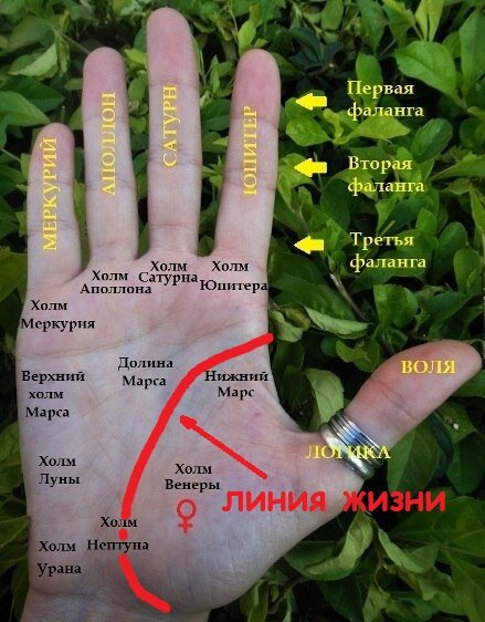 Карта, схема руки в хиромантии.