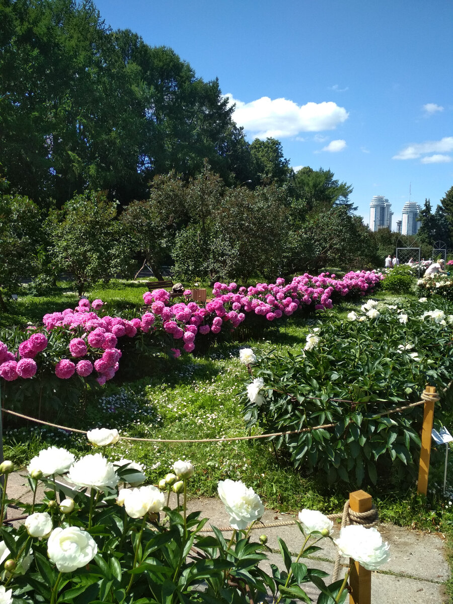 пионы в парках