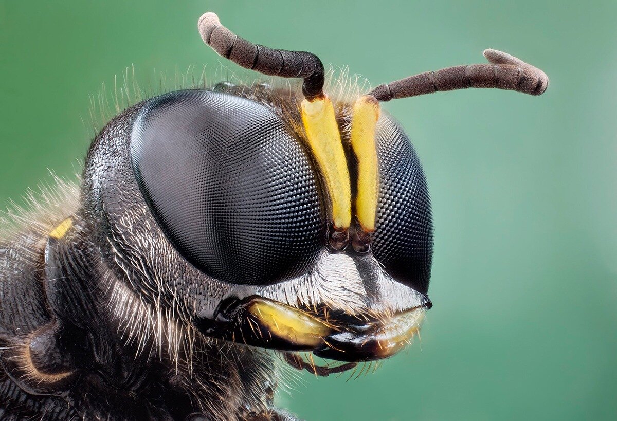 2 больших сложных глаза