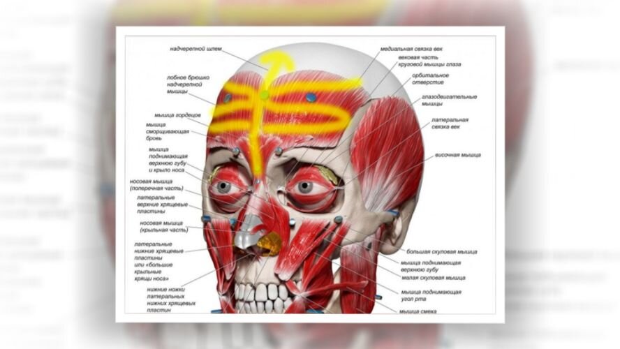 Хруст в суставах - лечение и симптомы, диагностика | Клиника доктора Длина