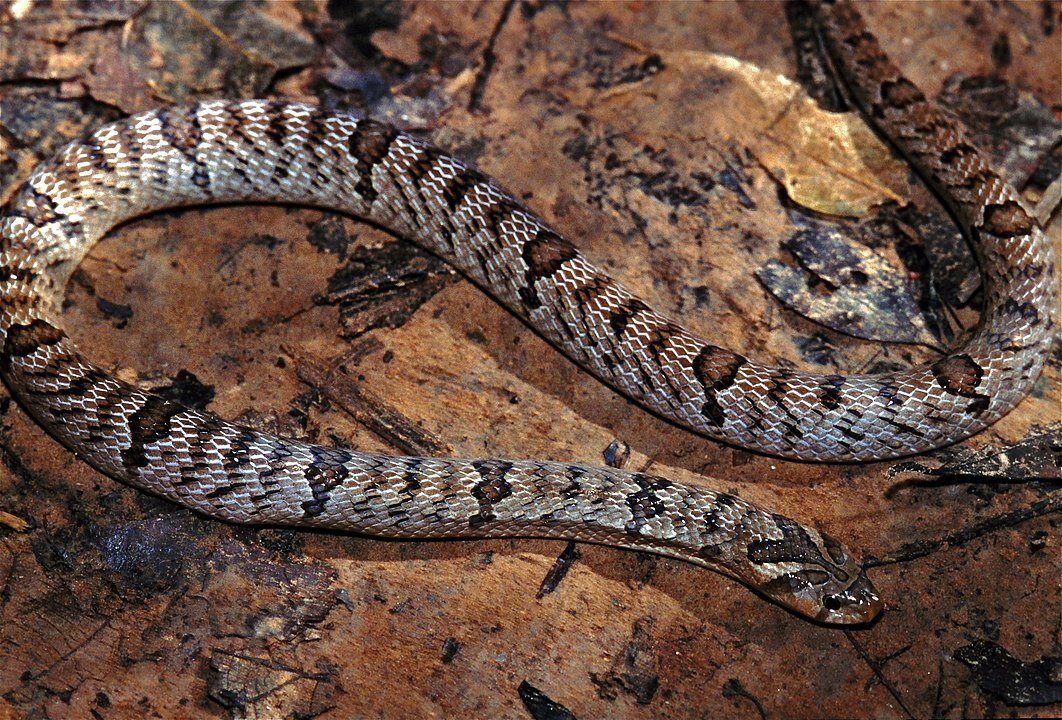 Кукри. Фото Bernard DUPONT - Banded Kukri Snake (Oligodon fasciolatus), CC BY-SA 2.0, https://commons.wikimedia.org/w/index.php?curid=40774337