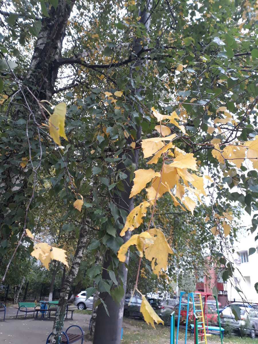 Часть веток уже полностью желтые. Такой интересный контраст