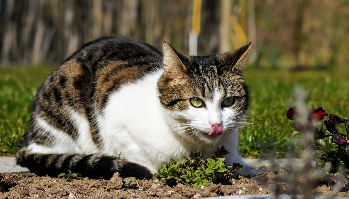 🐱Правда ли, что у бездомных кошек лучше здоровье, чем у породистых  домашних | Нос, хвост, лапы | Дзен